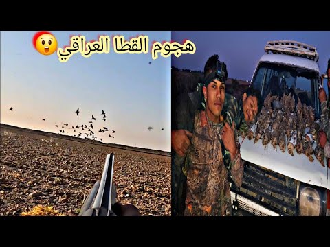 اقوى صيد للقطا العراقي في العماره مواقف مضحكه