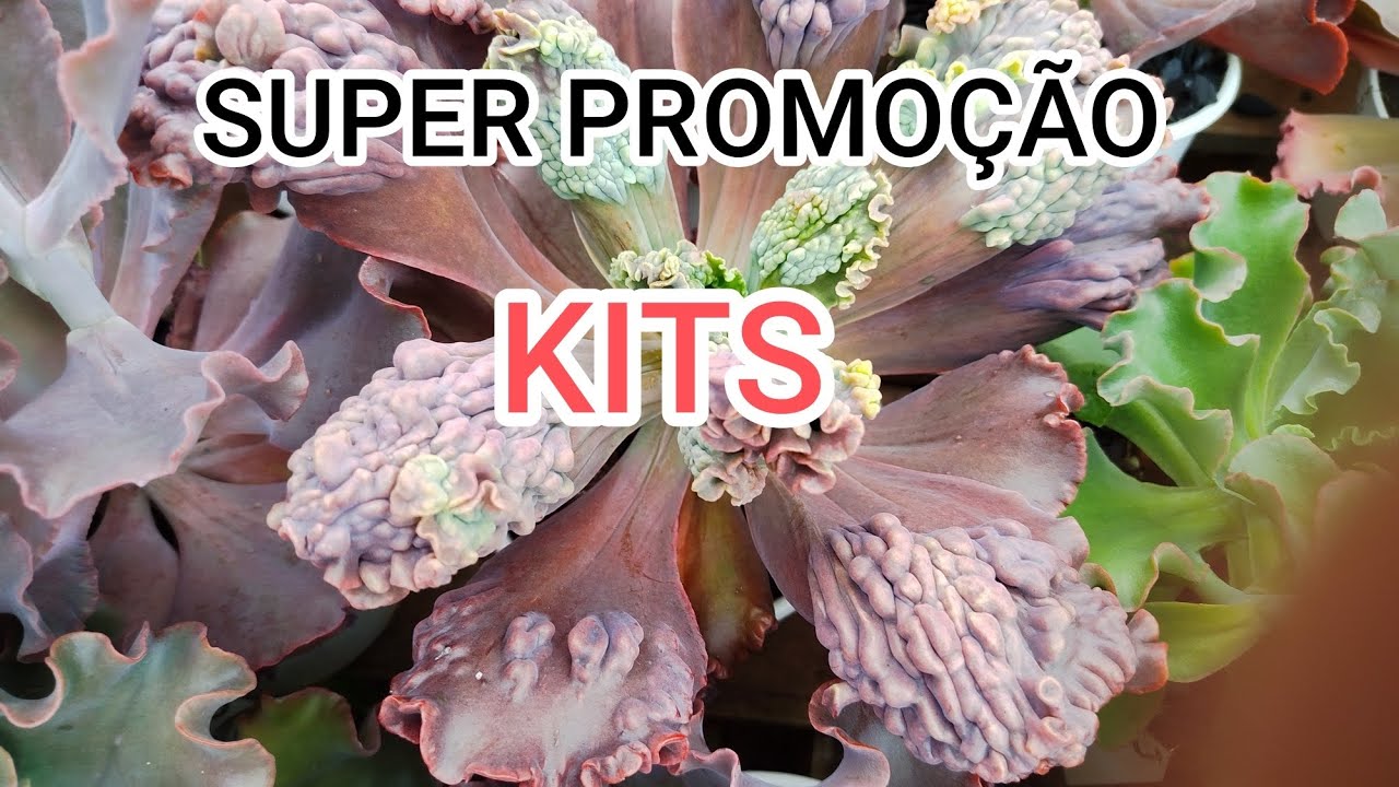 🪴🌴 SUPER PROMOÇÃO DE KITS ! 🍀🍁