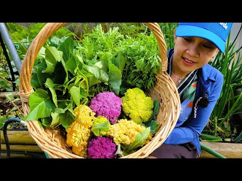 Video Thu hoạch bông cải tam sắc, cắt cải cúc và rau lang... - youtube