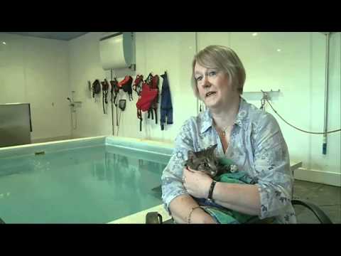 Paralysed cat takes swimming lessons