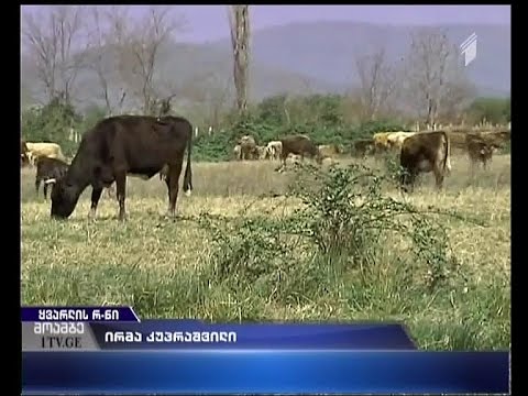ყვარლის რაიონში ადგილობრივებმა კერძო მეპატრონეს გაყიდული საძოვრის უკან დაბრუნება მოსთხოვეს