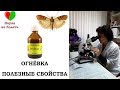 ОГНЁВКА -||- ПОЛЕЗНЫЕ СВОЙСТВА -||- КАК ПРИМЕНЯТЬ? -||- ВОСКОВАЯ МОЛЬ