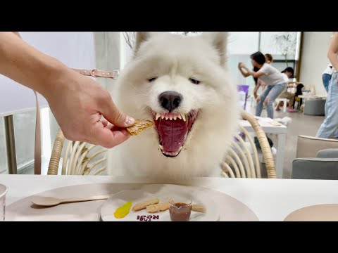 I took my <strong>dog</strong> to a luxury pawchelin restaurant but I couldn&amp;#39;t be any <strong>more</strong> embarrassed