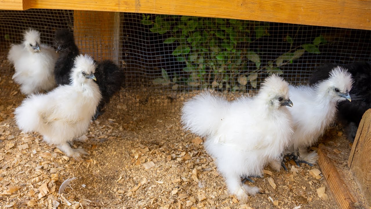LIVE  Silkie Baby Chicks Enjoying a Saturday in the Chicken Coop