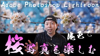 【カメラ】桜写真をSNSで綺麗に見せる基本テクニック！ Adobe Lightroom