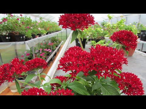 Видео: Уход за растениями Pentas - Как выращивать цветы Pentas