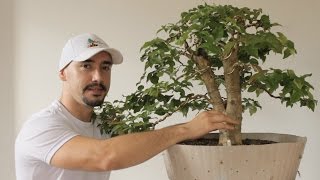 COMO FAZER BONSAI DE PITANGUEIRA
