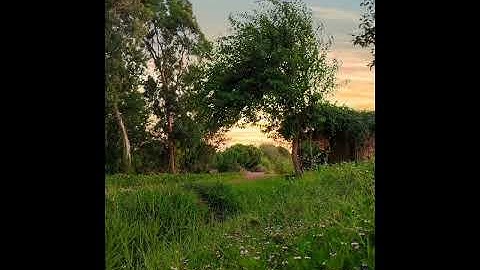 القارئ محمد سلامة | ما تيسر من سورة المجادلة والحشر | تراويح 1446ه‍