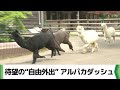 アルパカがダッシュで園内を走り回る!休園日は待望の自由外出 市川市動植物園(2025.04.28放送)