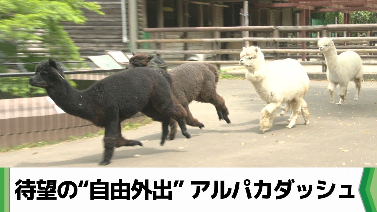 アルパカがダッシュで園内を走り回る！休園日は待望の自由外出　市川市動植物園（2025.04.28放送）