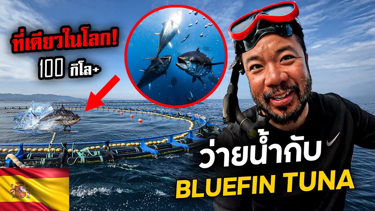ว่ายน้ำกับ 'ปลาทูน่าครีบน้ำเงิน' ไซส์ 100 กิโลกรัมกลางทะเลสเปน !!!