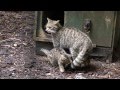 Scottish Wildcat Kittens at the Highland Wildlife Park (September 2013) - 02