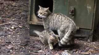 Scottish Wildcat Kittens at the Highland Wildlife Park (September 2013)  02