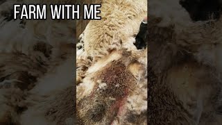 Shaving MAGGOTS off a sheep!