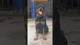 Granddaughter of Screko timit tor ( TIMIT TOR line ) #doglover #dog #puppy #pets #roti #animals