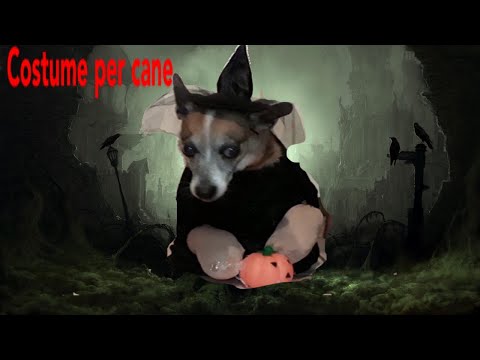 Video: 5 divertenti costumi di Halloween per cani fai da te