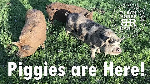 Pastured Pigs - Kune Kune/American Guinea