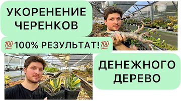 💯 СУПЕР СПОСОБ 💯 УКОРЕНЕНИЯ ЧЕРЕНКОВ ДЕНЕЖНОГО ДЕРЕВА ДРЕВОВИДНЫХ КРАССУЛ ТОЛСТЯНКИ CRASSULA OVATA
