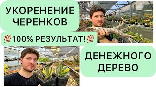 💯 СУПЕР СПОСОБ 💯 УКОРЕНЕНИЯ ЧЕРЕНКОВ ДЕНЕЖНОГО ДЕРЕВА ДРЕВОВИДНЫХ КРАССУЛ ТОЛСТЯНКИ CRASSULA OVATA