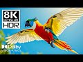 Most Epic 8K Video ULTRA HD 120 fps | 8K HDR Dolby Vision with Relaxing Sleep Music