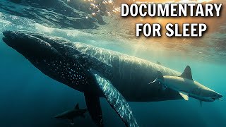 Why The Ocean Breeds Giants | Documentary For Sleep