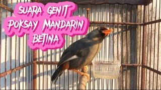 kicau pokman betina manggil jantan pas untuk pancingan poksay Mandarin jantan malas bunyi