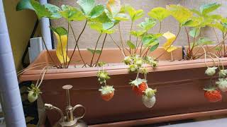 Solar Powered Indoor Vertical Veganic Quinalt Strawberries Solar Powered Indoor Vertical Veganic Quinalt Strawberries