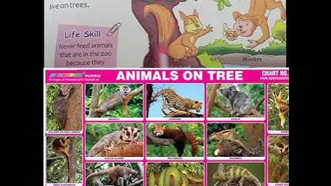 NCERT class 2 EVS chapter 13 animals around me (land animals)
