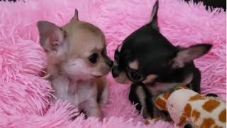 Girly Chihuahuas