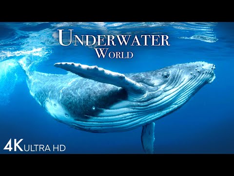 Underwater World 4K - Incredible Colorful Ocean Life