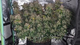 GROW UPDATE - Day 91 - Green Crack Auto by Fast Buds - 2nd Time - 2x2x3 Mini Tent Grow