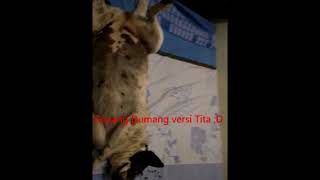 Anjing joget dangdut 'Goyang Dumang' :):)