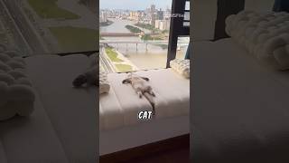 This Lazy Cat Became an Art Model! 🎨😂 #cat #animals #shorts