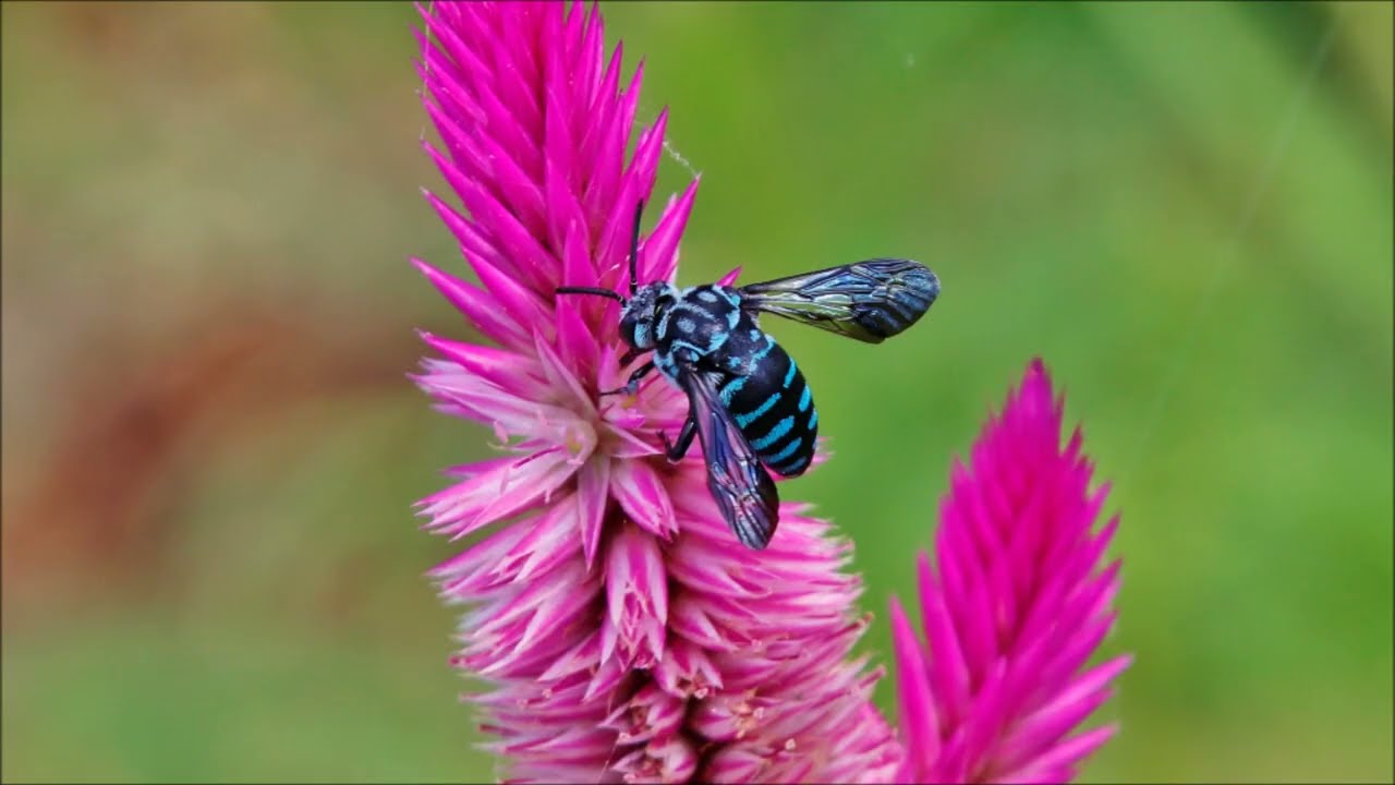 里山の花畑の昆虫「幸せを呼ぶ青いハチ」ルリモンハナバチ2025