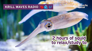 2 Hours Of Squid To Relax/Study/Work To | Lofi Hip Hop | Monterey Bay Aquarium Krill Waves Radio