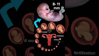 6 months embryo and fetal development ❤️?pregnancy fertilizedeggs shorts