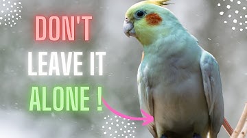 Avoid These Mistakes as a New Cockatiel Owner