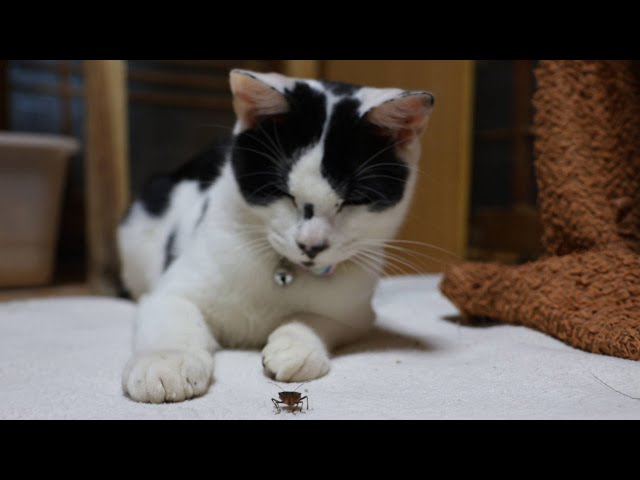 チビとカメムシ 260205 - YouTube