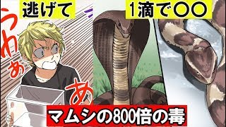 「このヘビ見たら逃げて！」噛まれたらヤバイ毒ヘビをマンガにしてみた。