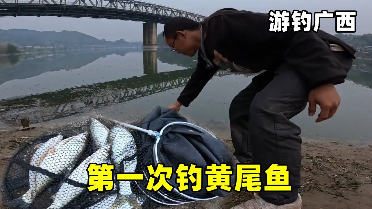 第一次钓黄尾鱼，拉力大手感好，可惜味道一言难尽【真男人老黄】