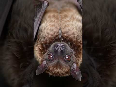 #Bat #birds #animals