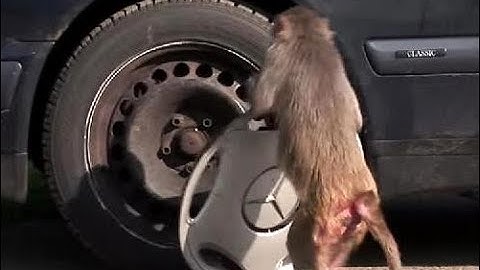 @realeasygames report hacker