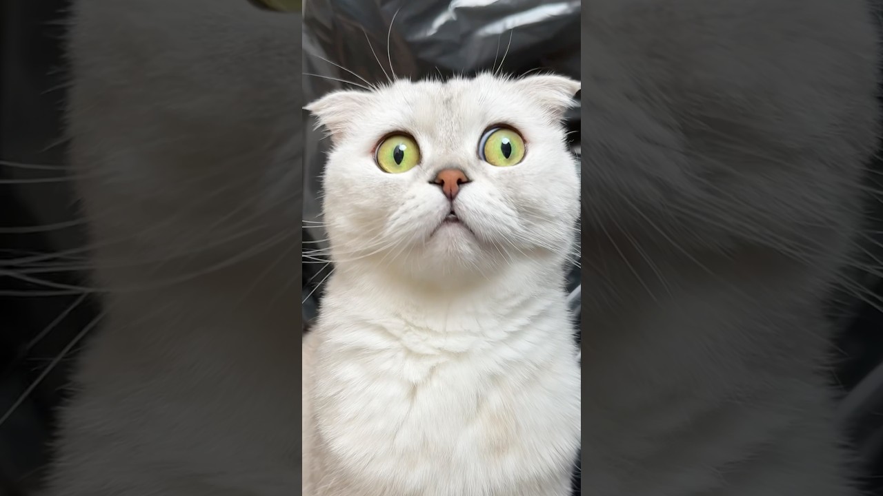 Когда Соня приревновала… а это просто День Рождения у Ozon 🥳