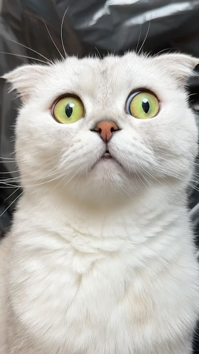 When Sonya gets jealous… #cat #cats