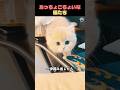 おっちょこちょいな猫たち