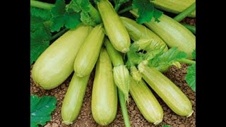КАБАЧКИ ЗАВАЛЯТ УРОЖАЕМ! НАРОДНОЕ СРЕДСТВО! КАК ВЫРАСТИТЬ БОЛЬШОЙ УРОЖАЙ.