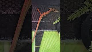 When a Long tailed lizard are Watching You