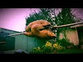 V15: My Food Porn. Chicken. Pork. Beef. Lamb X2.