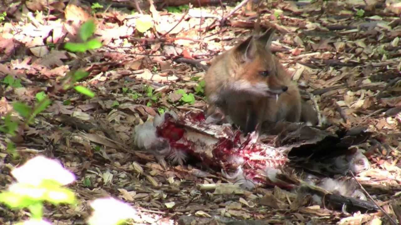 Red Fox Vs Turkey Mov Youtube