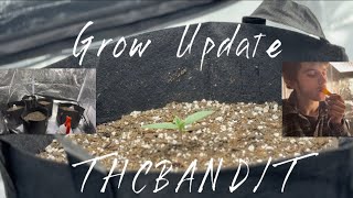 Purple Punch Grow Update! (Barney’s Farm Grow Sesh)